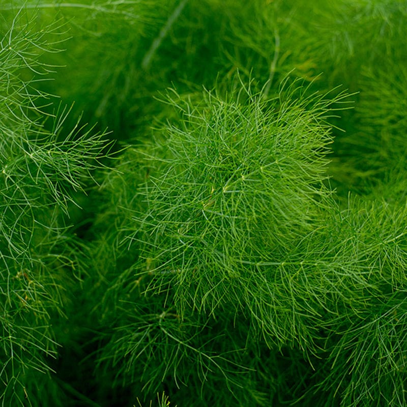 Fennel - Herbs