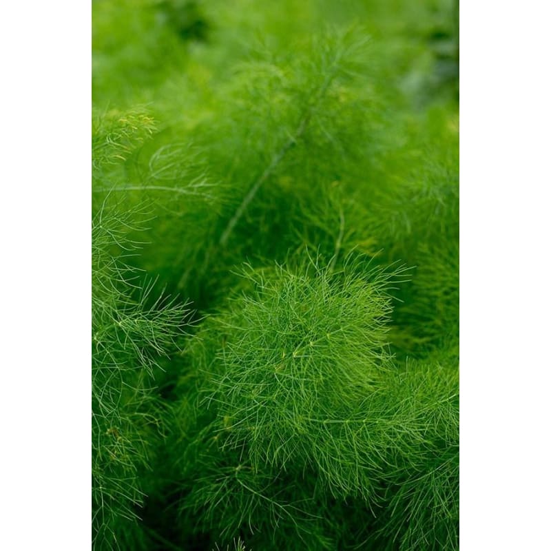 Fennel - Herbs