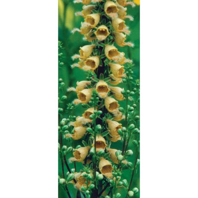 Foxglove - Ferruginea - Flowers