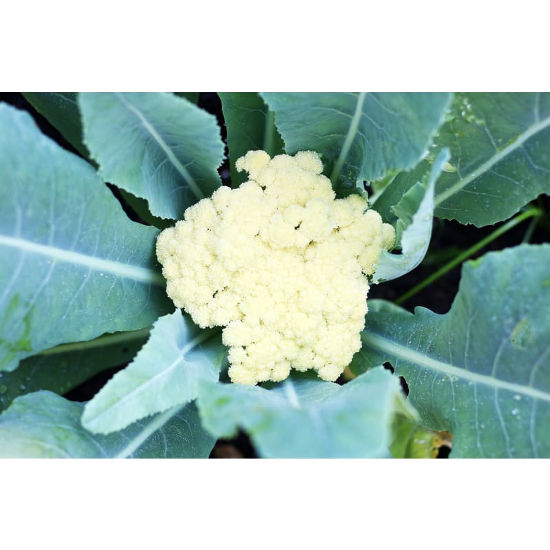 Fioretto 60 Cauliflower (F1 Hybrid 60 Days) - Vegetables