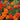 Fireball Marigold - Flowers