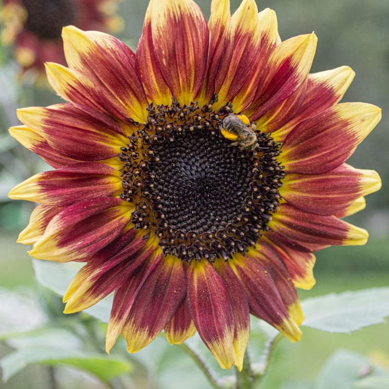 sunflower seeds flower Sunflower Florenza