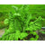 Fordhook Swiss Chard (58 Days) - Vegetables