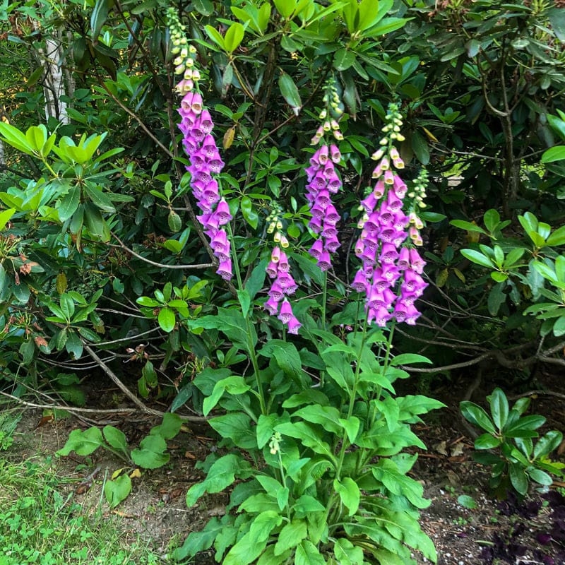 fox flower seed Foxy Foxglove