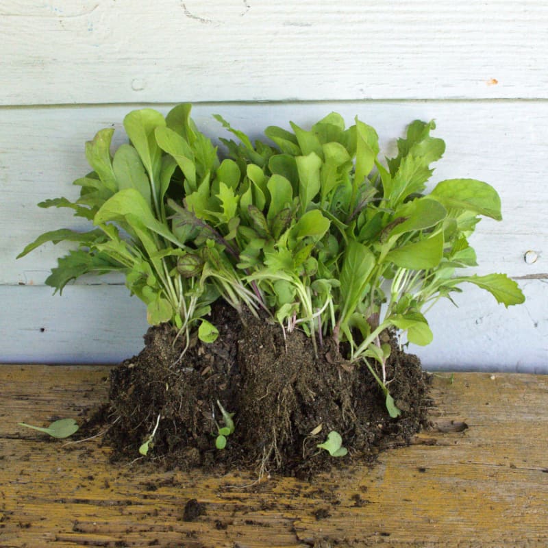 planting mixed greens seeds Garden Mesclun Blend (30 days)