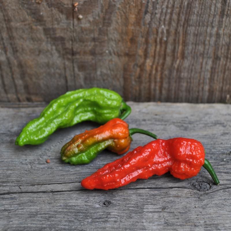 thumbnail image 2 of American Seed Ghost Pepper (Bhut Jolokia) Seeds - USA Grown - 1 Million+ Scoville Units 2 of 5