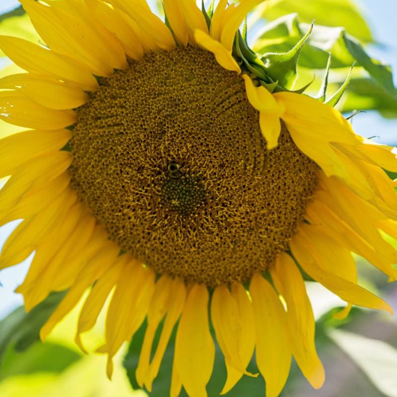 striped sunflower seeds for planting Giant Gray Stripe Sunflower