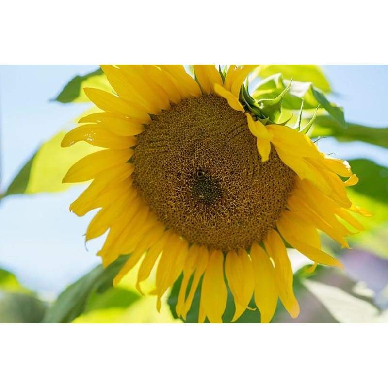 Giant Gray Stripe Sunflower
