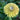Giant Lime Zinnia - Flowers
