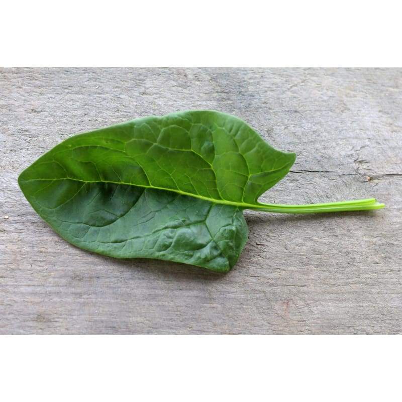 Gigante Di Inverno Spinach (Heirloom 55 Days) - 75 Seeds - Vegetables