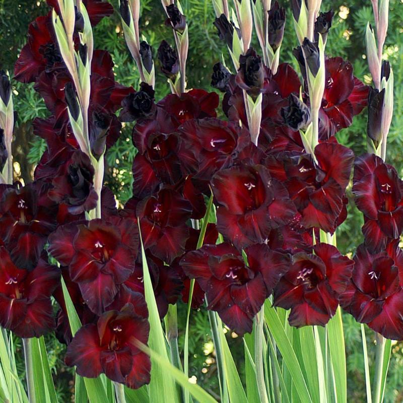 Gladiolus ’Black Sea’ - Spring