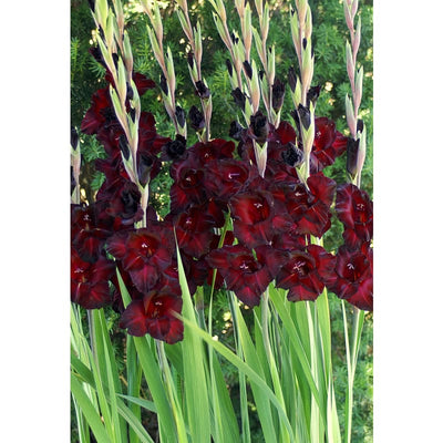 Gladiolus Black Sea - Spring