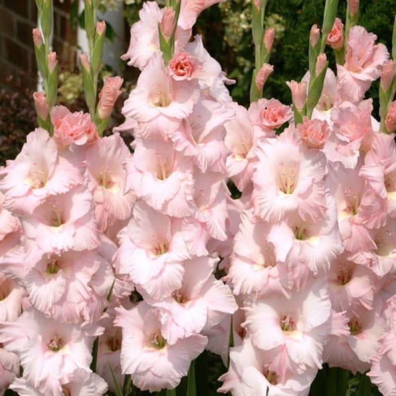 Gladiolus ’Pink Lemonade’ - Spring