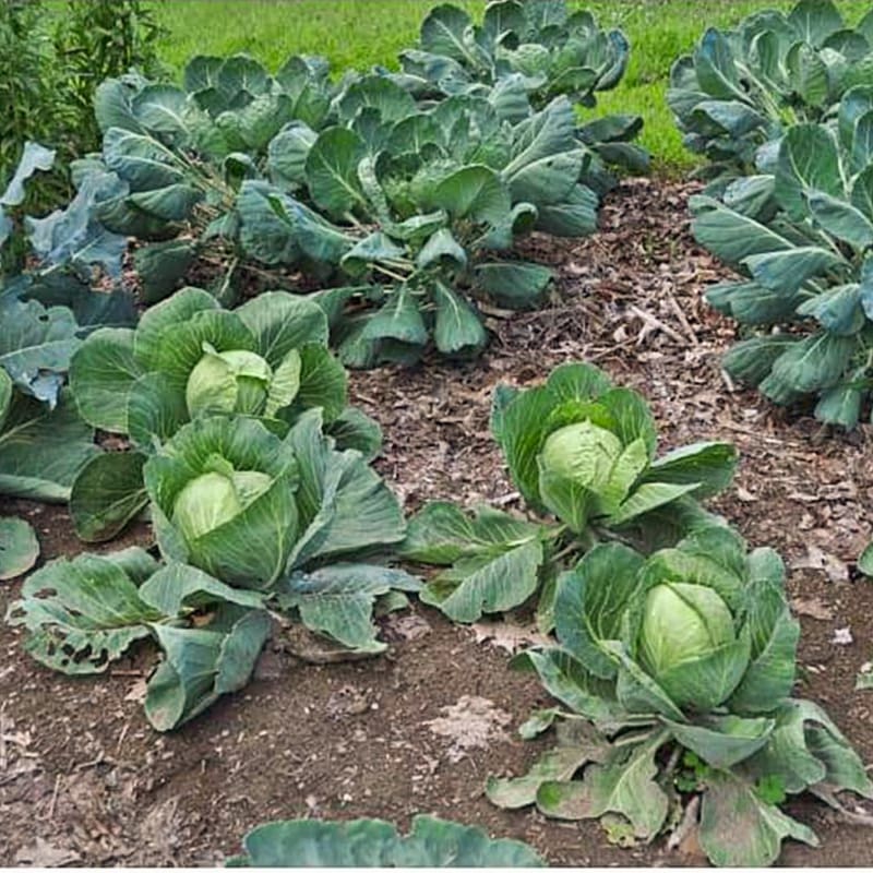plant cabbage seeds Golden Acre Cabbage (55 Days)