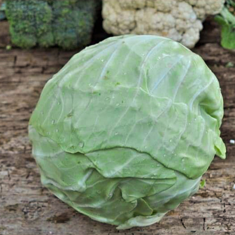 Golden Acre Cabbage (55 Days) - Vegetables