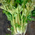 Golden Pascal Celery (Heirloom 101 Days) - Vegetables
