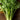 Golden Self Blanching Celery (Heirloom 105 Days) - Vegetables