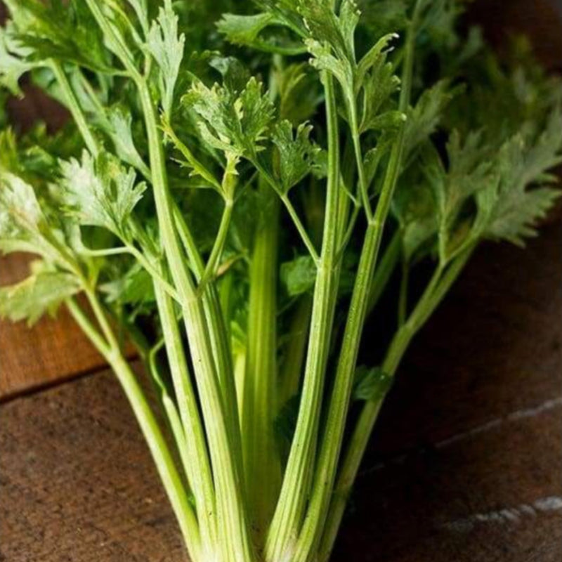 Golden Self Blanching Celery (Heirloom 105 Days) - Vegetables