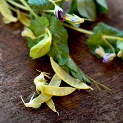 sweet pea plant seeds Golden Sweet Snow Pea (Heirloom, 67 Days) – Pinetree Garden Seeds