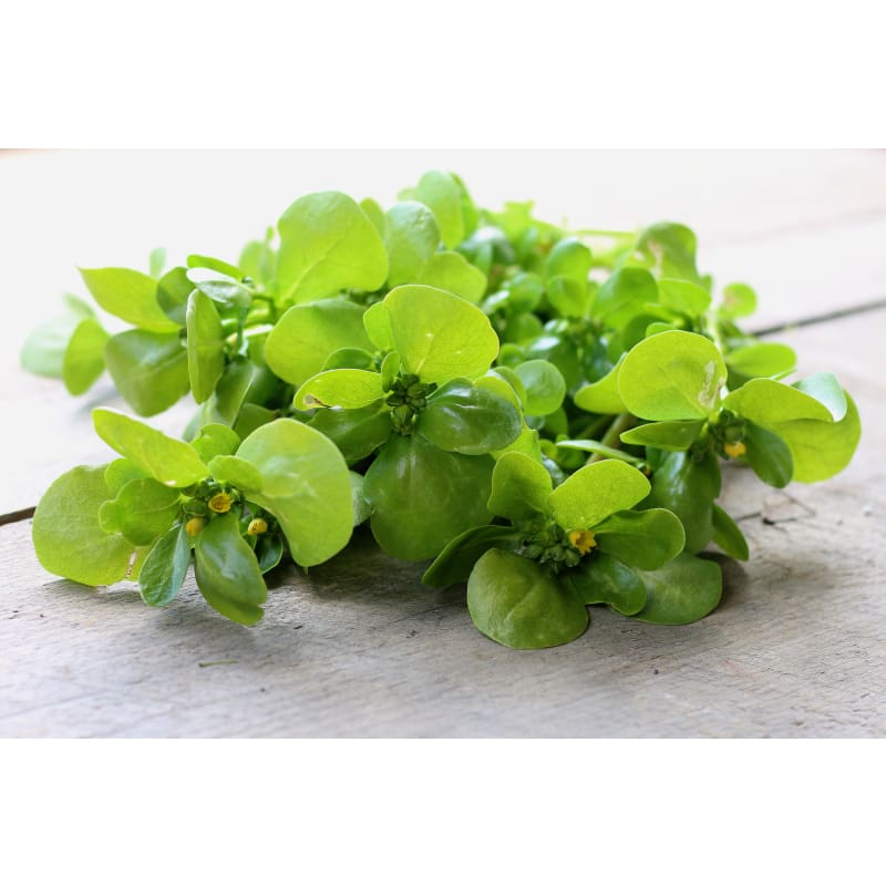 Goldgelber Purslane (50 Days) - Vegetables