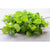 Goldgelber Purslane (50 Days) - Vegetables