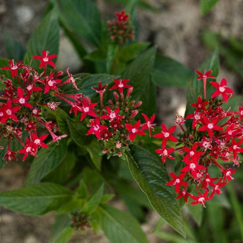 pentas plant seeds Graffiti Bright Red Pentas