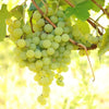 Grape ’Marquis’ - Spring