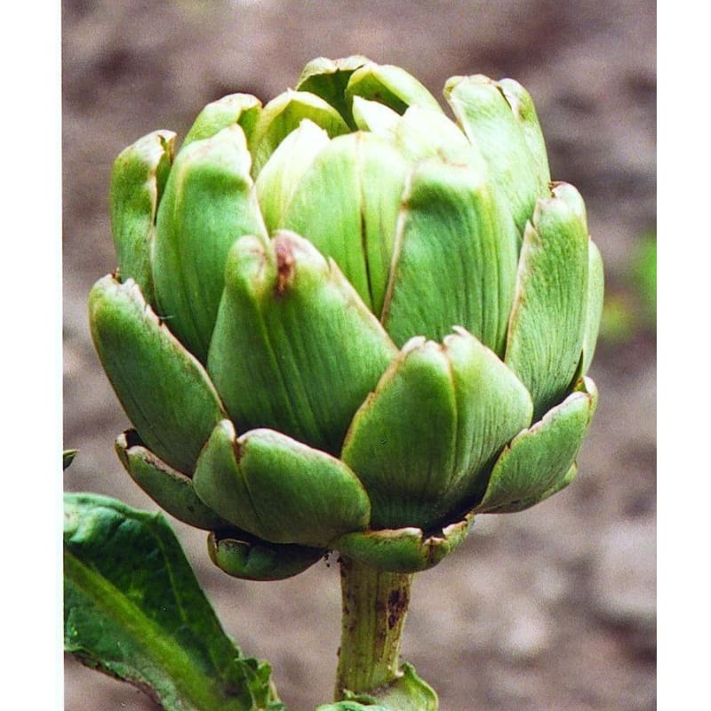 Green Globe Improved Artichoke (Heirloom 85 Days) - Vegetables