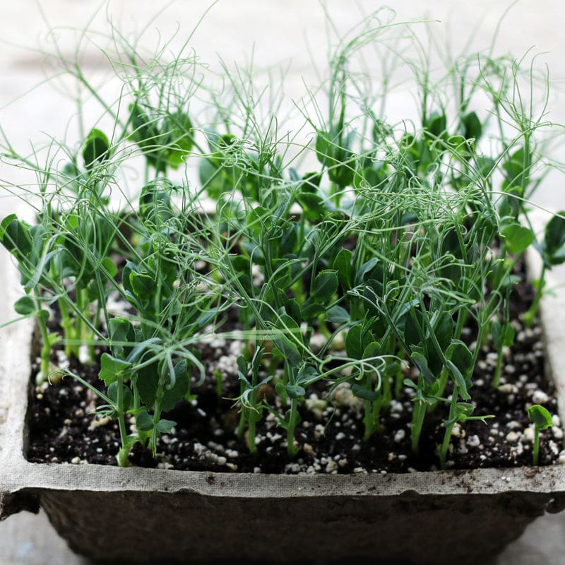 potted pea plants GREEN PEAS SHOOTS – Pinetree Garden Seeds