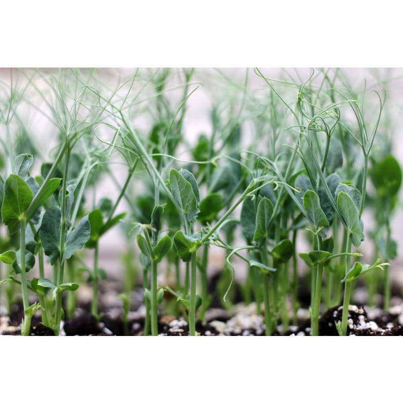 GREEN PEAS SHOOTS - Vegetables
