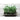 Green Peas Shoots - Vegetables