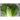 Green Rocket Cabbage (F1 Hybrid 79 Days) - Vegetables