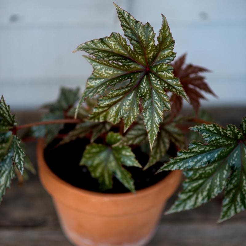 indoor begonia plants for sale Gryphon Begonia
