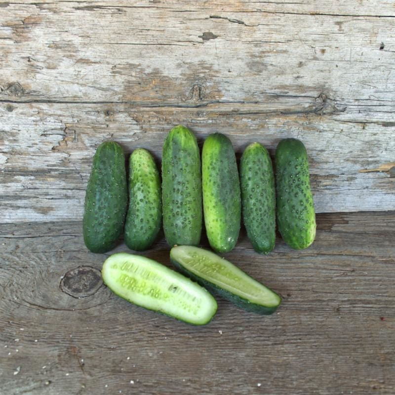 H-19 Little Leaf Cucumber (Organic 57 Days) - Vegetables