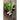 Hailstone Radish (Heirloom 25 Days) - Vegetables
