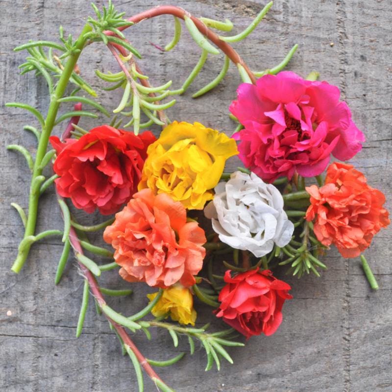 portulaca flower seeds Happy Trails Mix Portulaca – Pinetree Garden Seeds