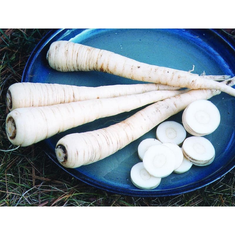 harris garden seeds Harris Model Parsnip (100 Days)