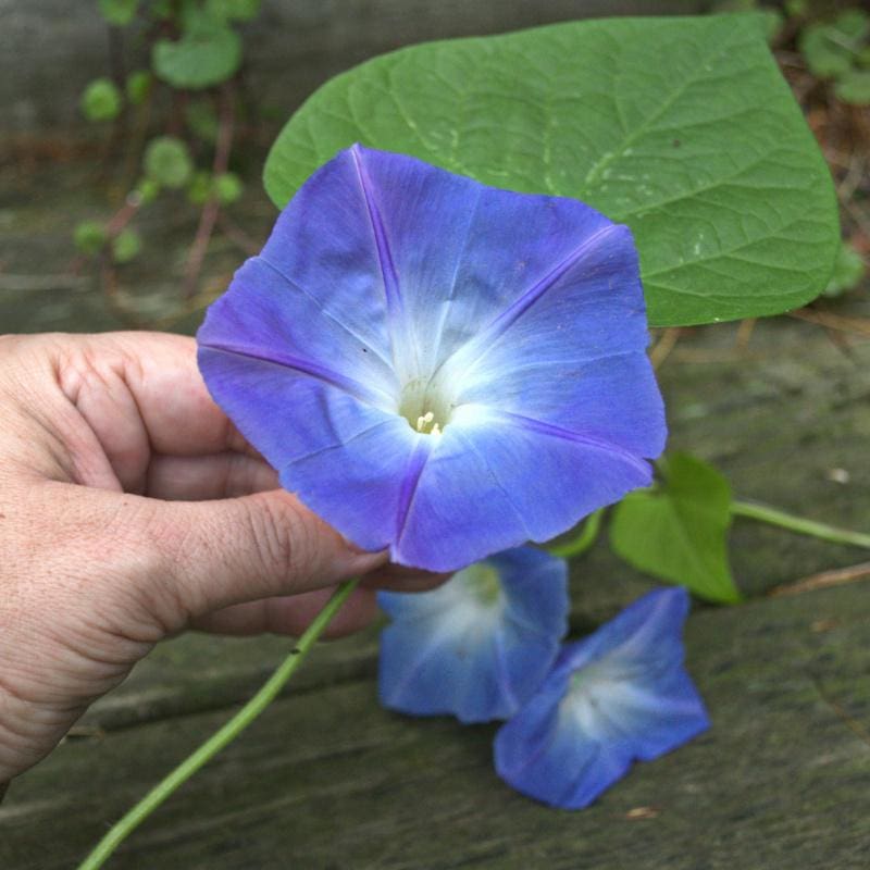 blue heavenly morning glory seeds Morning Glory 'Heavenly Blue'