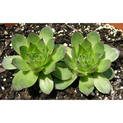 Hens And Chicks - Flowers