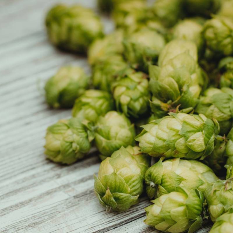 Hops ’Cascade’ - Spring