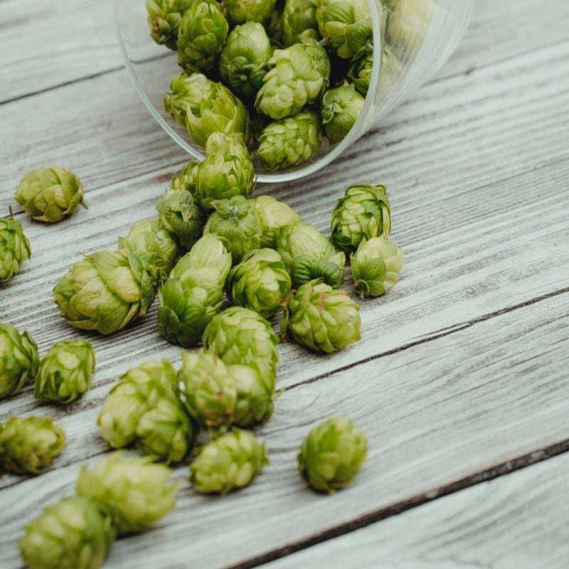 Hops ’Magnum’ - Spring