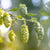 Hops ’Mt Hood’ - Spring