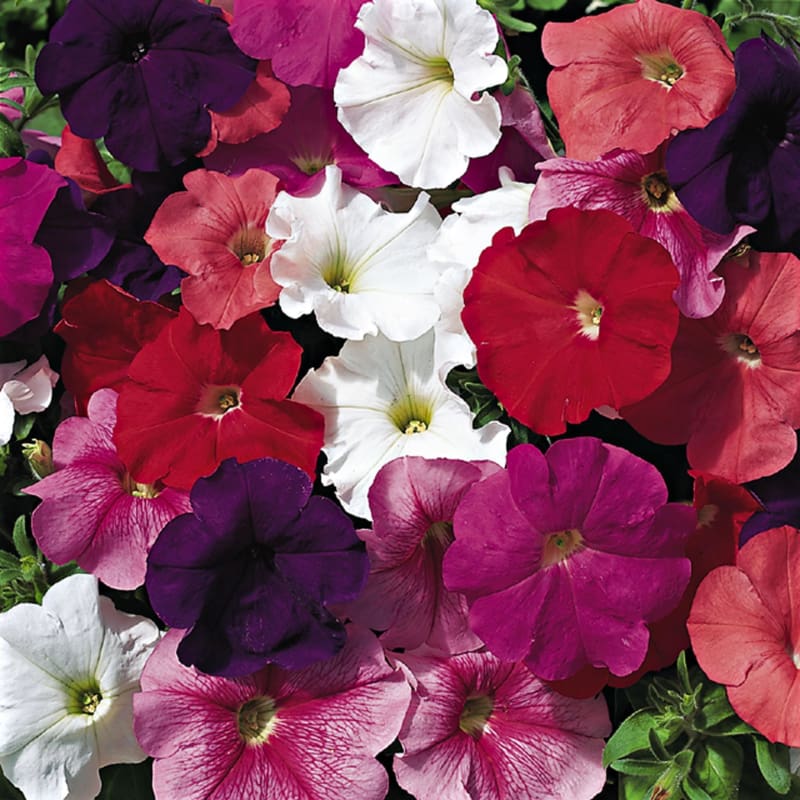 petunia seed planting depth Hurrah Mix Petunia