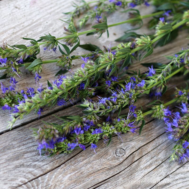 hyssop plant seeds Bulk Hyssop Seeds -