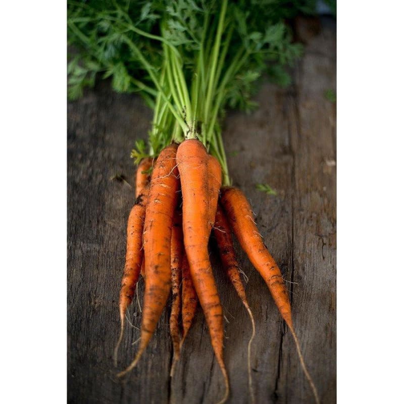Imperator Carrot (Heirloom 70 Days) - Vegetables