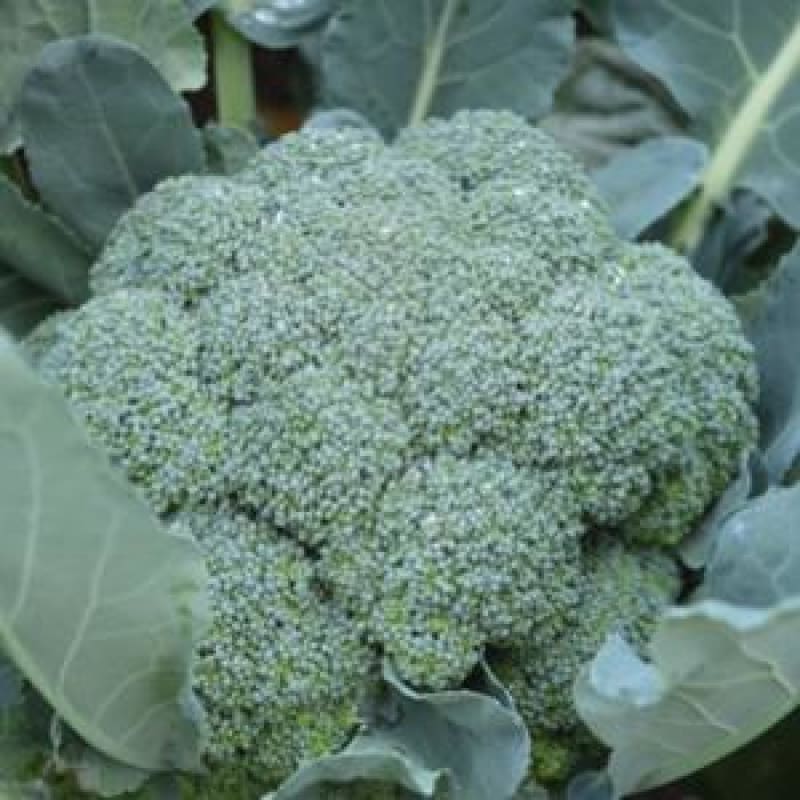 imperial garden seeds Imperial Broccoli (F1 Hybrid 70 Days)
