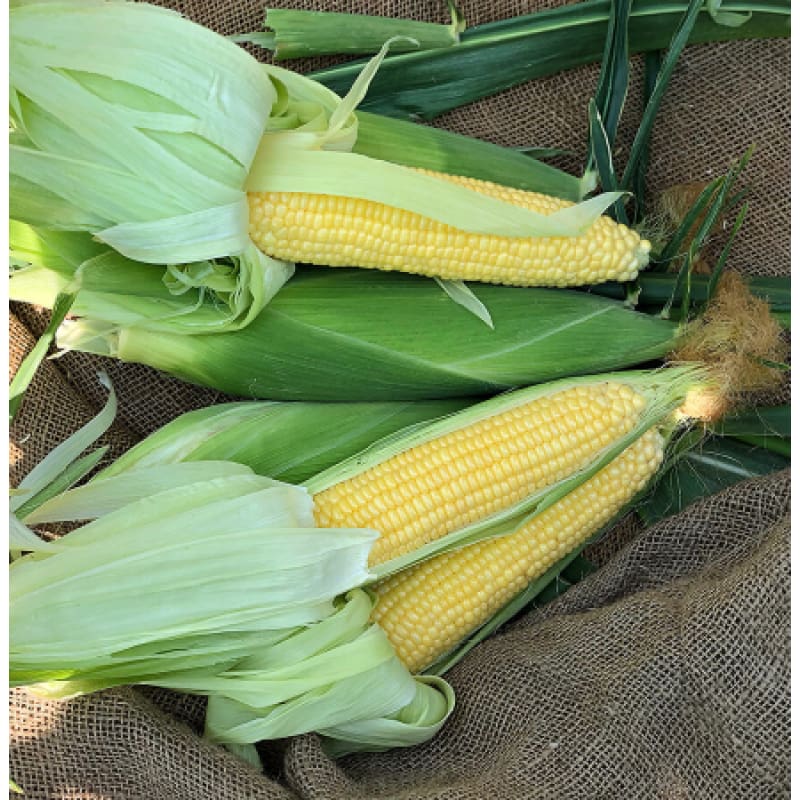 garden corn seed Incredible Corn (F1 Hybrid 84 Days) SE