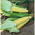 Incredible Corn (F1 Hybrid 84 Days) SE - Vegetables