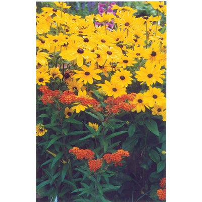 Rudbeckia - Indian Summer - Flowers