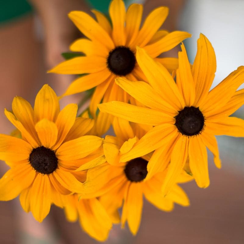 indian summer flower seeds Rudbeckia